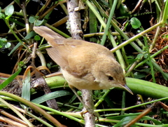 Acrocephalus gracilirostris