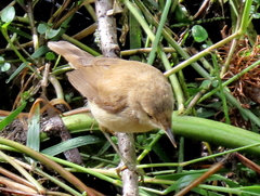 Acrocephalus gracilirostris