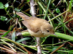 Acrocephalus gracilirostris