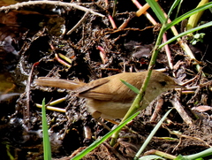 Acrocephalus gracilirostris