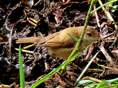 Acrocephalus gracilirostris