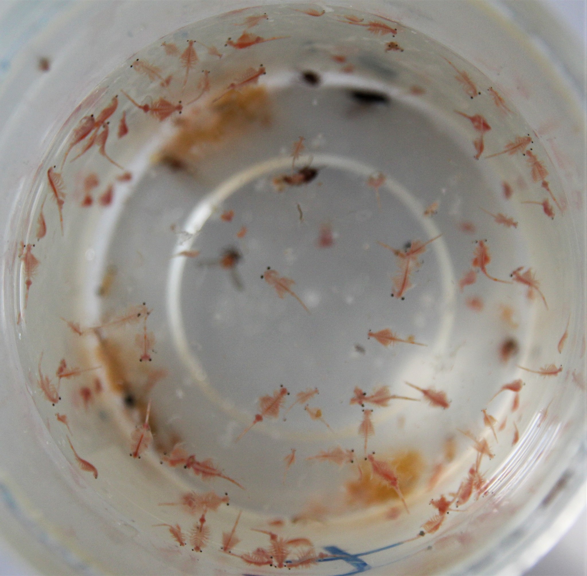 Artemia monica Verrill, 1869