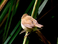 Acrocephalus gracilirostris