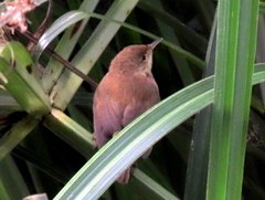 Acrocephalus gracilirostris