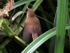 Acrocephalus gracilirostris