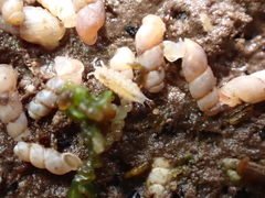 Miktoniscus patiencei