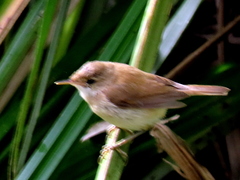 Acrocephalus gracilirostris