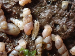 Miktoniscus patiencei