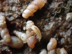 Miktoniscus patiencei