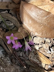 Oxalis debilis