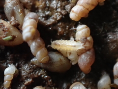 Miktoniscus patiencei