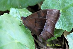 Taygetis rufomarginata