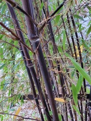 Phyllostachys nigra henonis