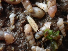 Miktoniscus patiencei