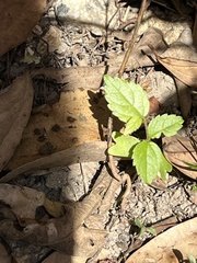 Magnoliopsida