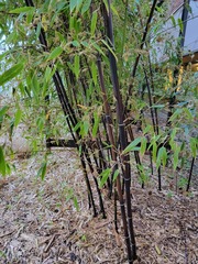 Phyllostachys nigra henonis