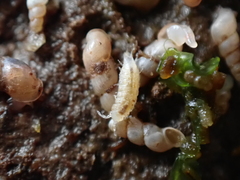 Miktoniscus patiencei