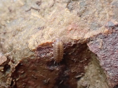 Halophiloscia couchii