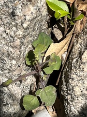 Magnoliopsida