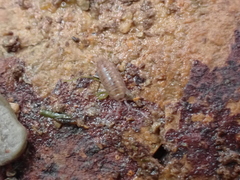 Halophiloscia couchii