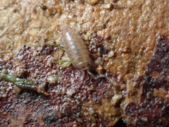 Halophiloscia couchii