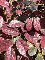 Loropetalum chinense