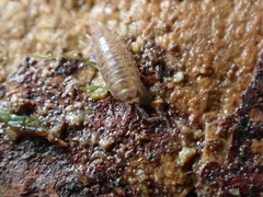 Halophiloscia couchii