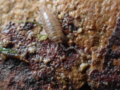 Halophiloscia couchii