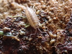 Halophiloscia couchii