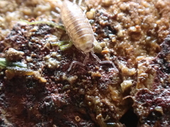 Halophiloscia couchii