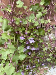 Cymbalaria muralis