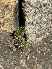 Tracheophyta
