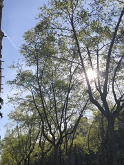 Platanus × hispanica