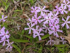 Phlox nivalis