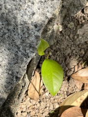 Magnoliopsida