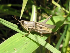 Amblytropidia australis