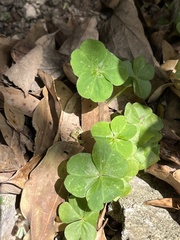Oxalis