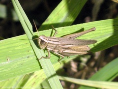 Amblytropidia australis