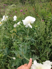 Argemone albiflora texana