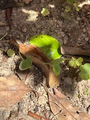 Magnoliopsida