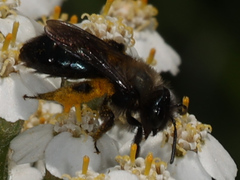 Andrena nigrocaerulea