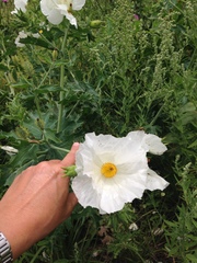 Argemone albiflora texana