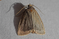 Amphipyra glabella