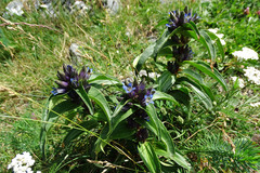 Gentiana cruciata cruciata