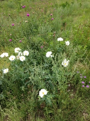 Argemone albiflora texana