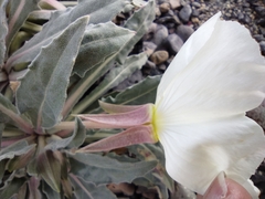 Oenothera cespitosa cespitosa