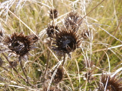 Asteraceae