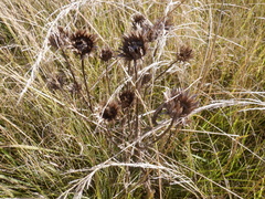 Asteraceae