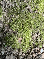 Bryophyta