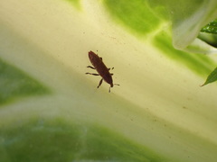 Lixus scabricollis